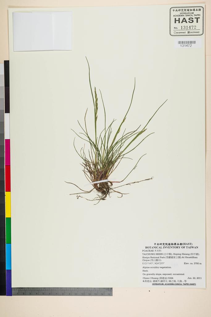 <Unit #105263 Huang, Chien-I | 黃建益 | 5324:: | POACEAE>
