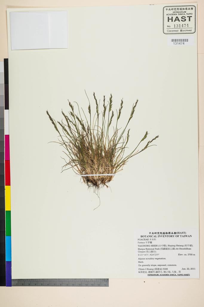 <Unit #105265 Huang, Chien-I | 黃建益 | 5326:: | Festuca>