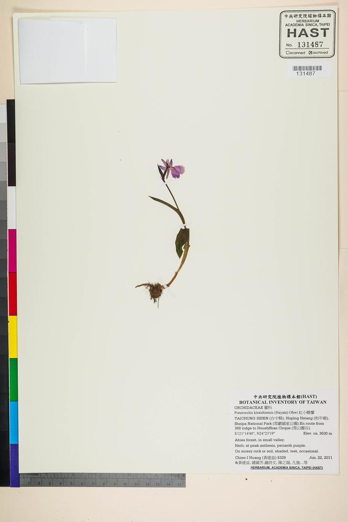 <Unit #105278 Huang, Chien-I | 黃建益 | 5339:: | Ponerorchis kiraishiensis (Hayata) Ohwi>
