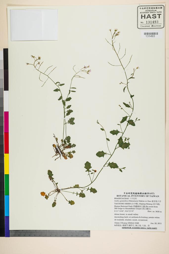 <Unit #105284 Huang, Chien-I | 黃建益 | 5345:: | Arabis gemmifera (Matsumura) Makino ex Hara>