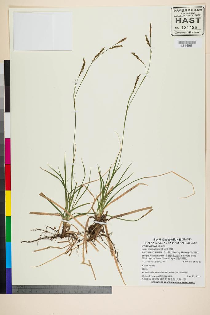 <Unit #105287 Huang, Chien-I | 黃建益 | 5348:: | Carex brachyathera Ohwi>