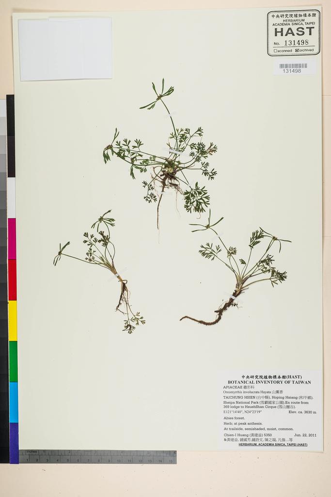 <Unit #105289 Huang, Chien-I | 黃建益 | 5350:: | Oreomyrrhis involucrata Hayata>