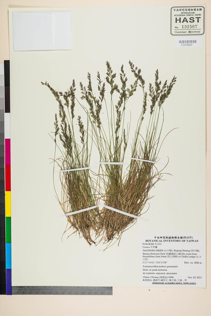 <Unit #105298 Huang, Chien-I | 黃建益 | 5358:: | Festuca>