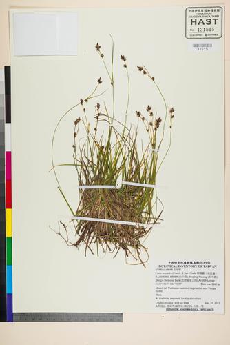 Carex oxyandra (Franch. & Sav.) Kudo