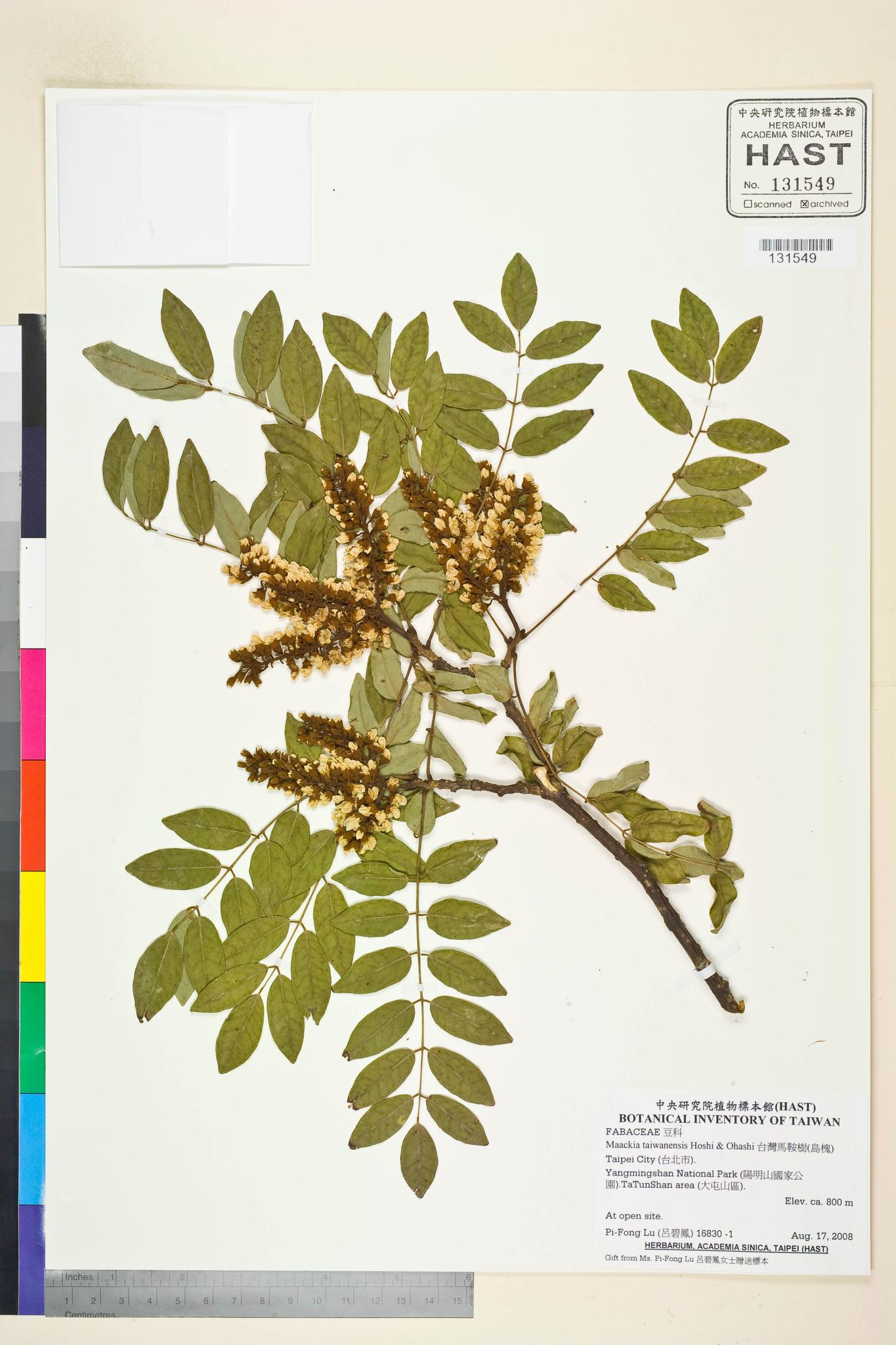 Specimen image