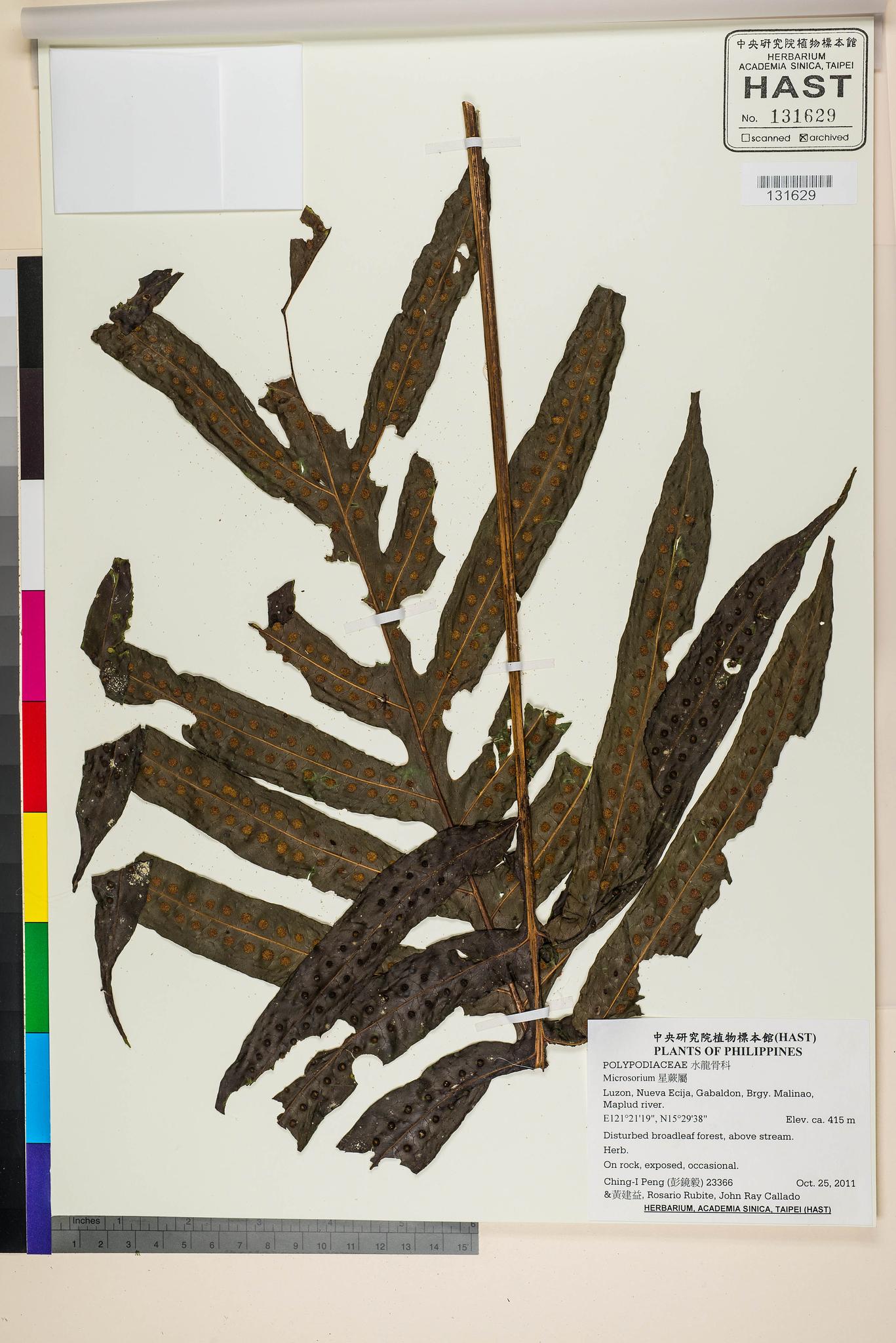 Specimen image