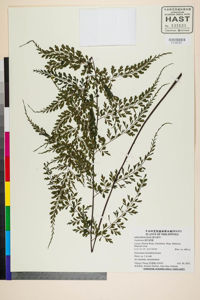 <Unit #105340 Peng, Ching-I | 彭鏡毅 | 23370:: | Asplenium>