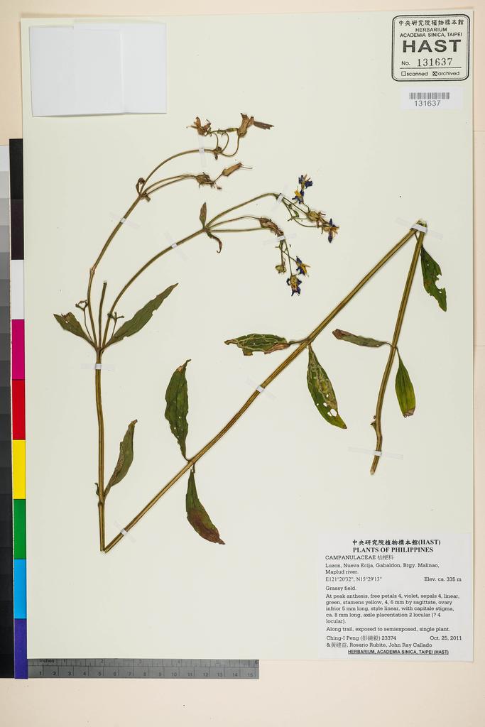 <Unit #105345 Peng, Ching-I | 彭鏡毅 | 23374:: | CAMPANULACEAE>