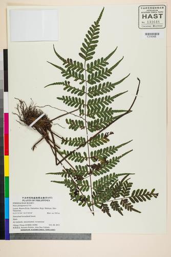 Pteris philippinensis Fée