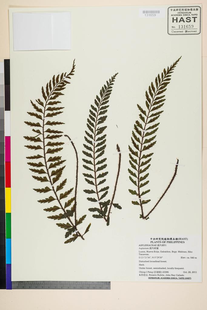 <Unit #105368 Peng, Ching-I | 彭鏡毅 | 23395:: | Asplenium>