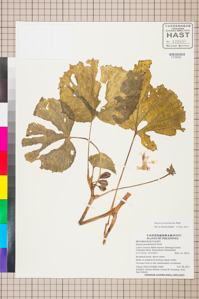<Unit #105398 Peng, Ching-I | 彭鏡毅 | 23425:: | Begonia pseudolateralis Warb.>