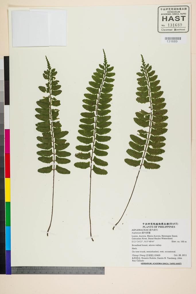 <Unit #105402 Peng, Ching-I | 彭鏡毅 | 23429:: | Asplenium>