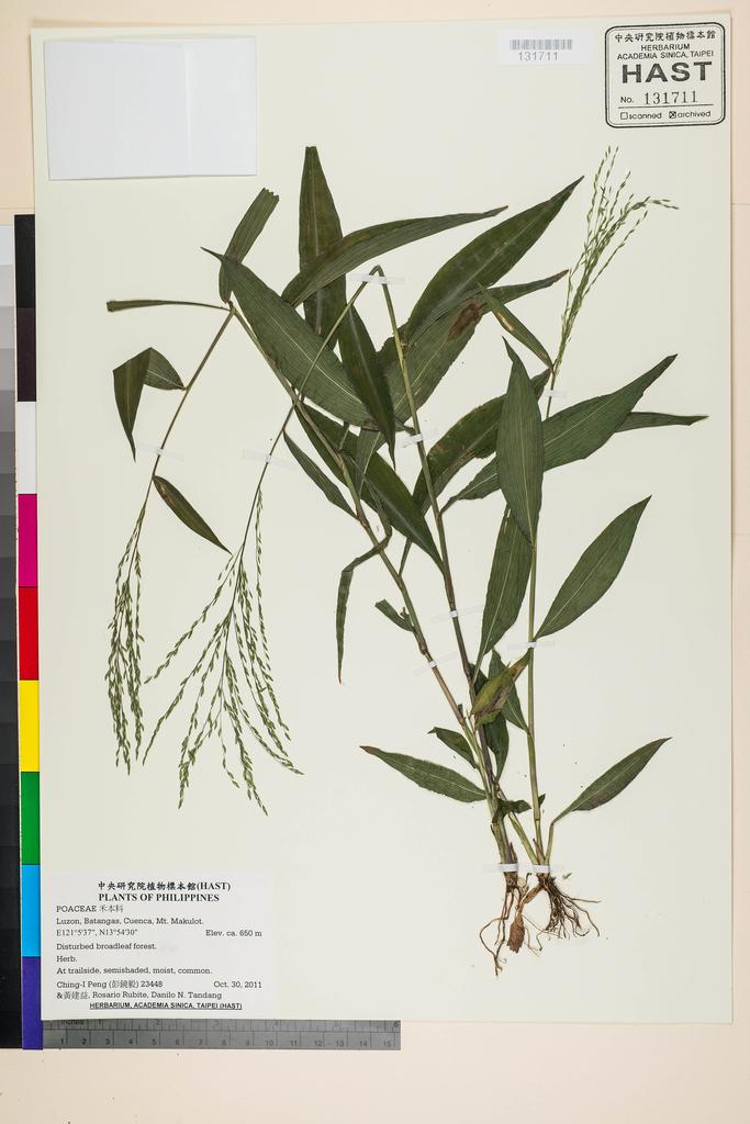 <Unit #105420 Peng, Ching-I | 彭鏡毅 | 23448:: | POACEAE>