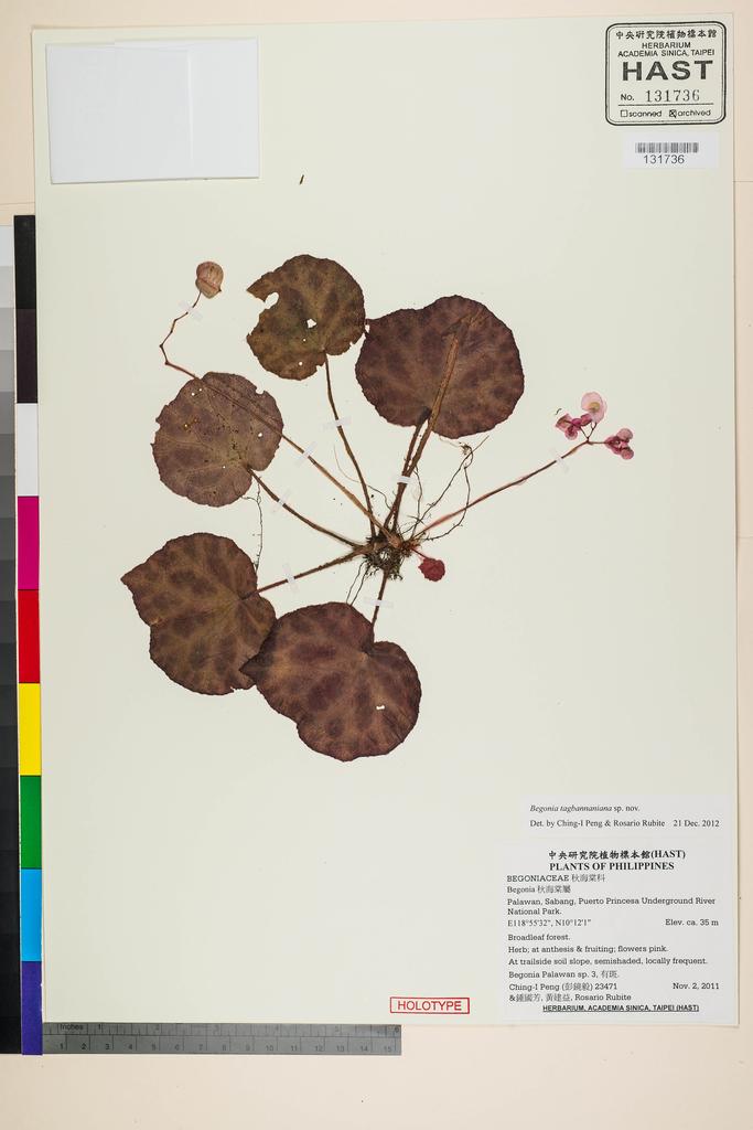 <Unit #105445 Peng, Ching-I | 彭鏡毅 | 23471:: | Begonia tagbanua M. Hughes, C.-I Peng & R. Rubite>