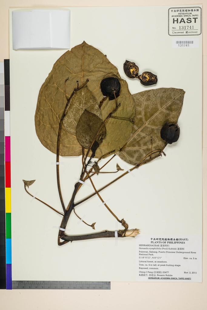 <Unit #105451 Peng, Ching-I | 彭鏡毅 | 23477:: | Hernandia nymphiifolia (Presl) Kubitzki>
