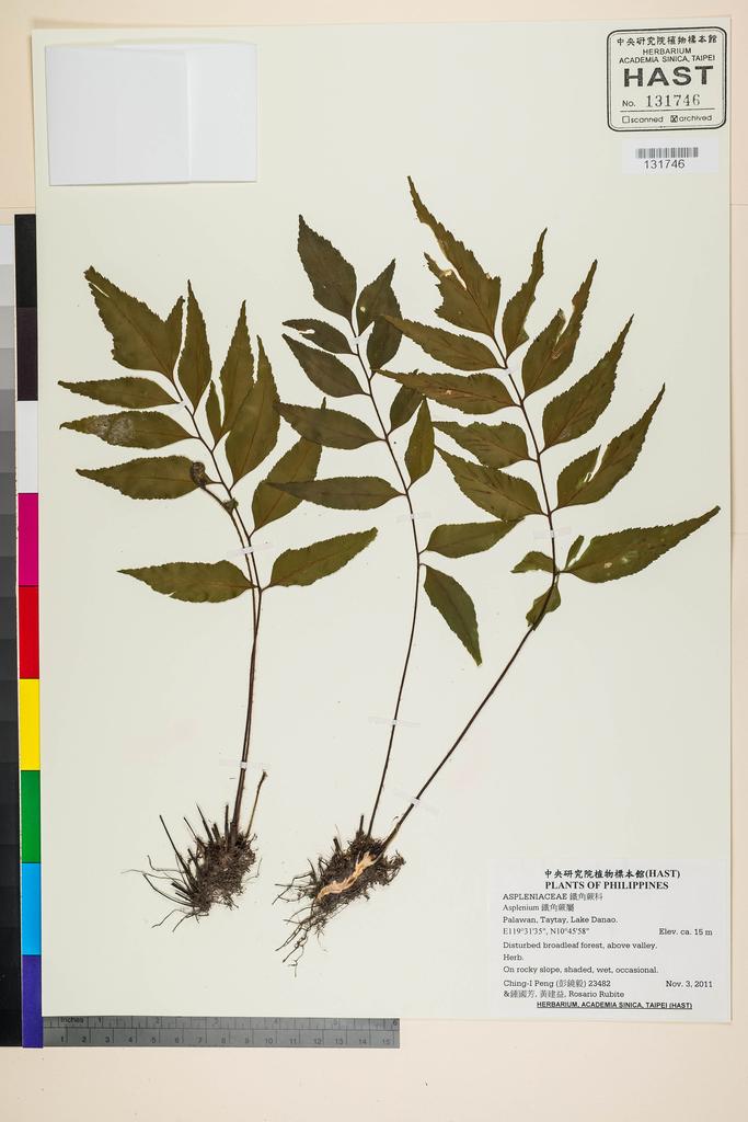 <Unit #105456 Peng, Ching-I | 彭鏡毅 | 23482:: | Asplenium>