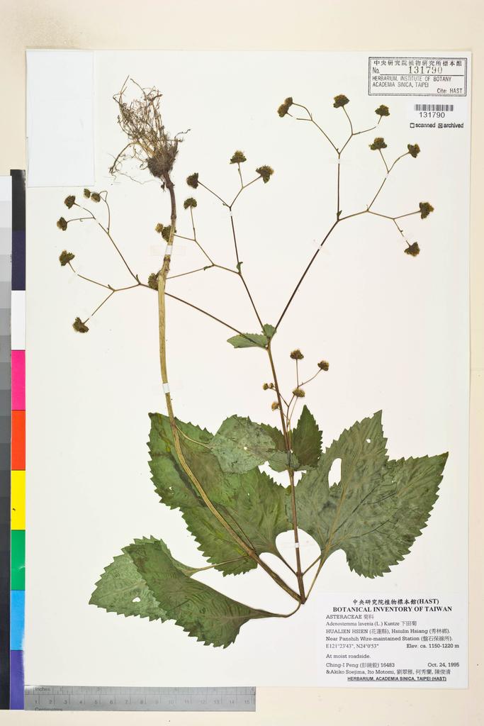 <Unit #24973 Peng, Ching-I | 彭鏡毅 | 16483:: | Adenostemma lavenia (L.) Kuntze>