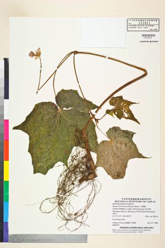 Begonia formosana (Hayata) Masam.