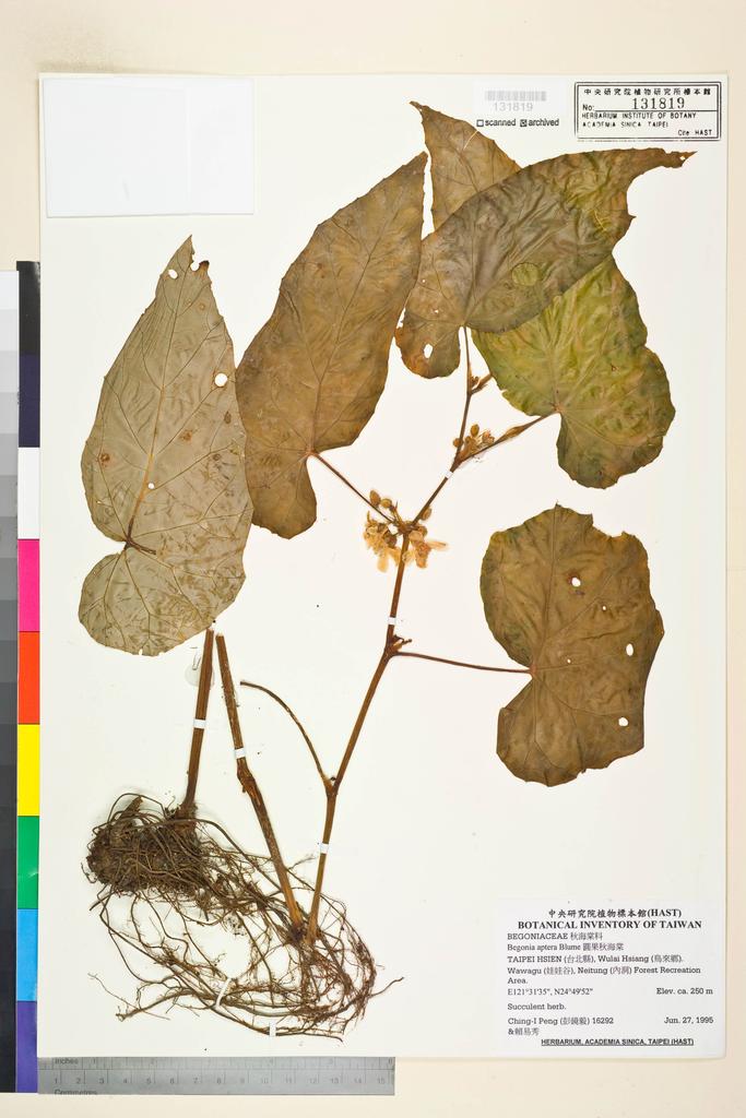 <Unit #26616 Peng, Ching-I | 彭鏡毅 | 16292:: | Begonia longifolia Blume>