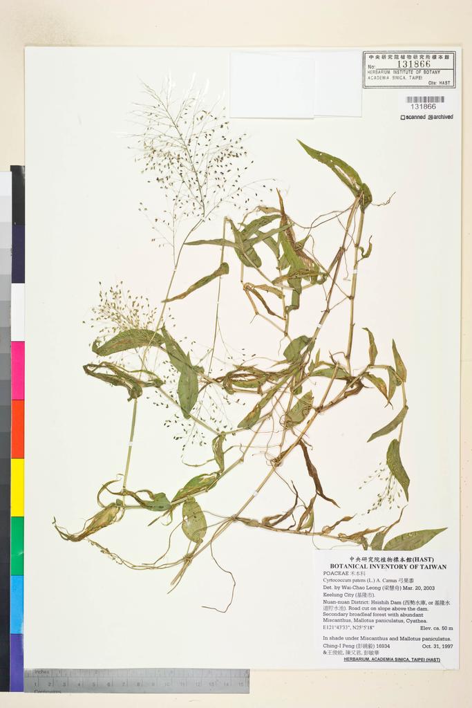 <Unit #26732 Peng, Ching-I | 彭鏡毅 | 16934:: | Cyrtococcum patens (L.) A. Camus>