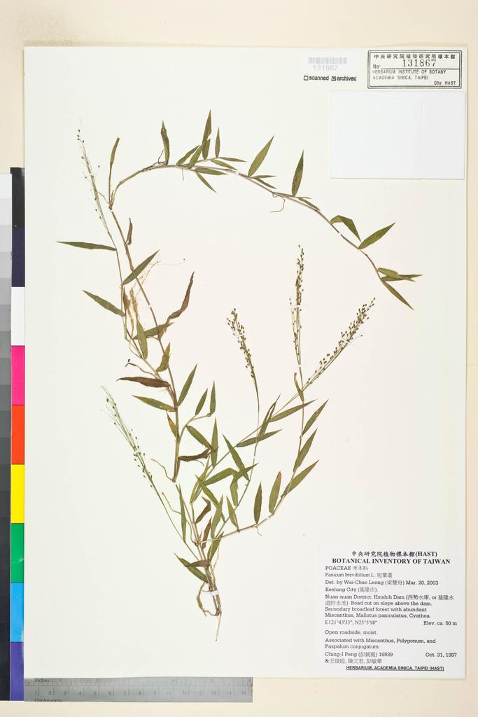 <Unit #27977 Peng, Ching-I | 彭鏡毅 | 16939:: | Panicum brevifolium L.>