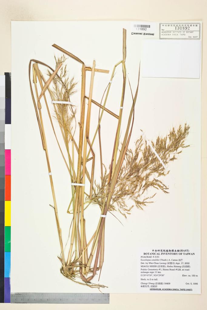 <Unit #27877 Peng, Ching-I | 彭鏡毅 | 16409:: | Capillipedium spicigerum S. T. Blake>