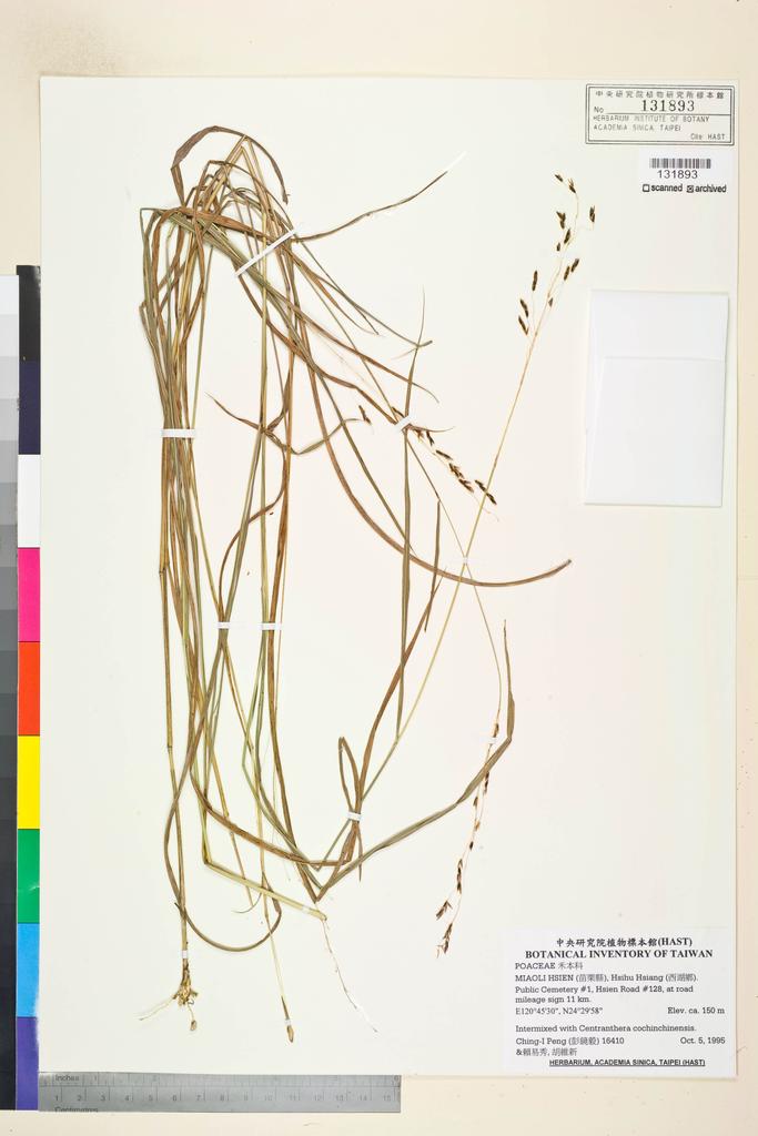 <Unit #26345 Peng, Ching-I | 彭鏡毅 | 16410:: | POACEAE>