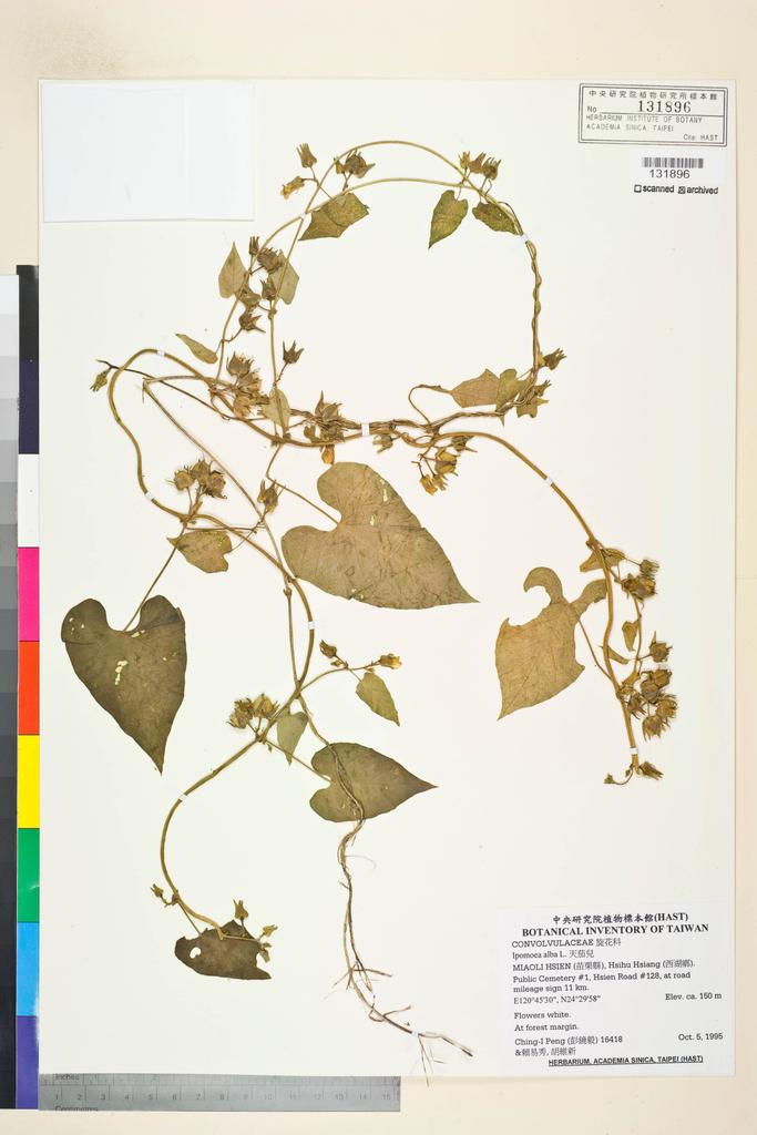 <Unit #27753 Peng, Ching-I | 彭鏡毅 | 16418:: | Ipomoea alba L.>