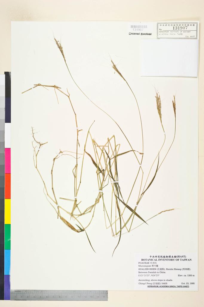 <Unit #30030 Peng, Ching-I | 彭鏡毅 | 16435:: | Microstegium>