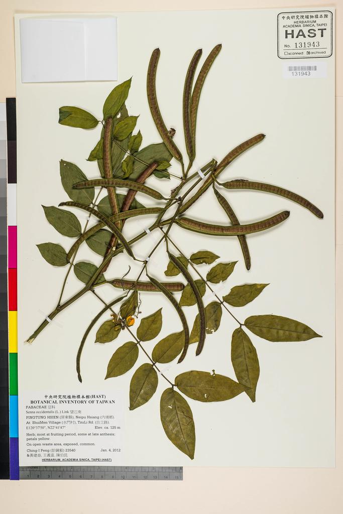 <Unit #105499 Peng, Ching-I | 彭鏡毅 | 23540:: | Senna occidentalis (L.) Link>
