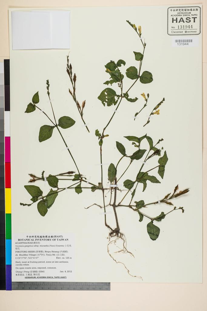 <Unit #105500 Peng, Ching-I | 彭鏡毅 | 23541:: | Asystasia gangetica subsp. micrantha (Nees) Ensermu>