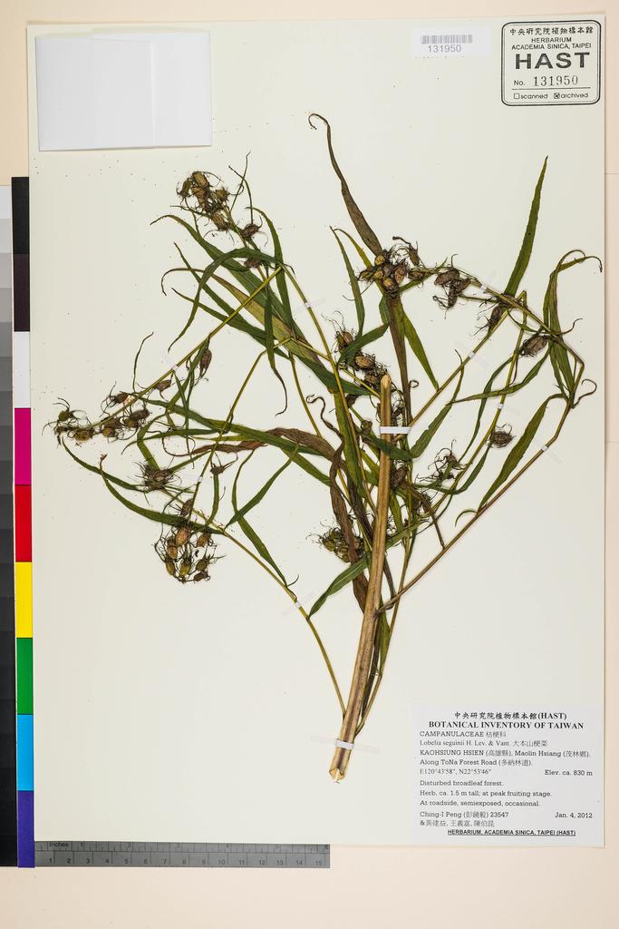 <Unit #105506 Peng, Ching-I | 彭鏡毅 | 23547:: | Lobelia seguinii H. Lev. & Vant.>