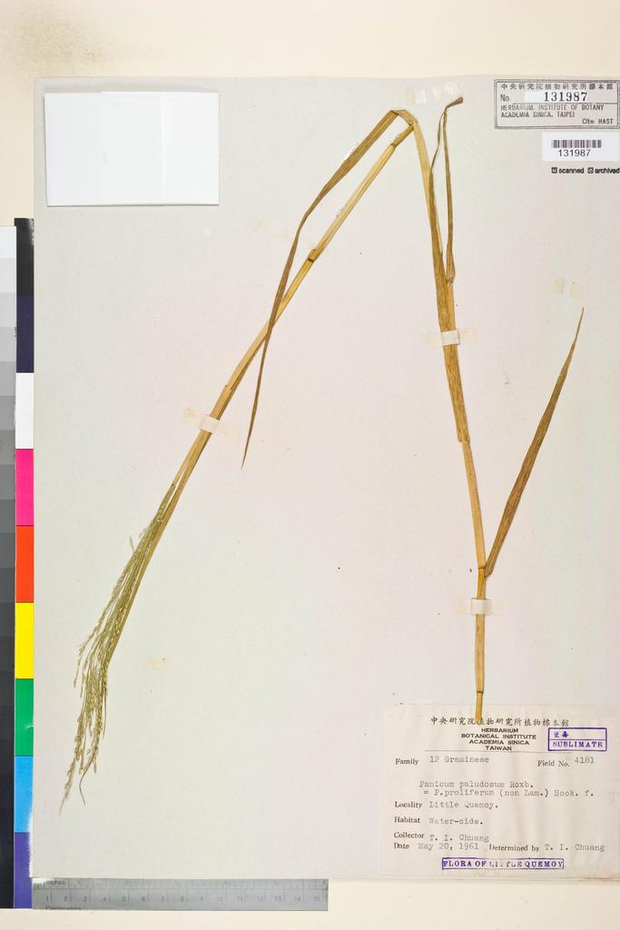 <Unit #134545 Chuang, T. I. | 莊燦暘 | 4181:: | Panicum paludosum Roxb.>