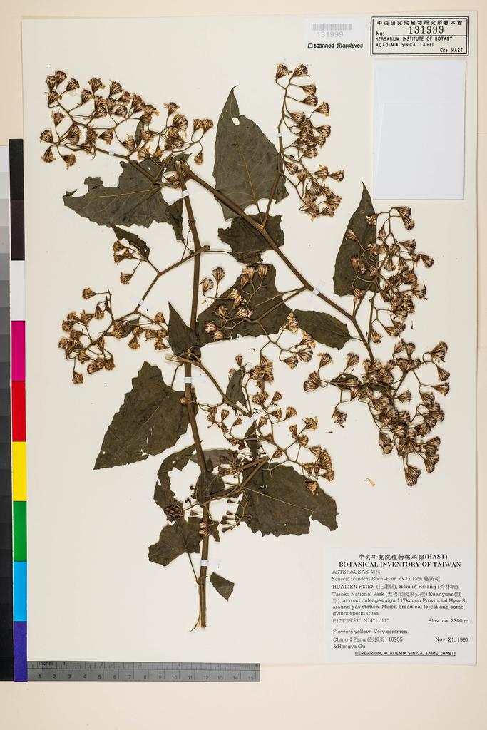 <Unit #27461 Peng, Ching-I | 彭鏡毅 | 16955:: | Senecio scandens Buch.-Ham. ex D. Don>