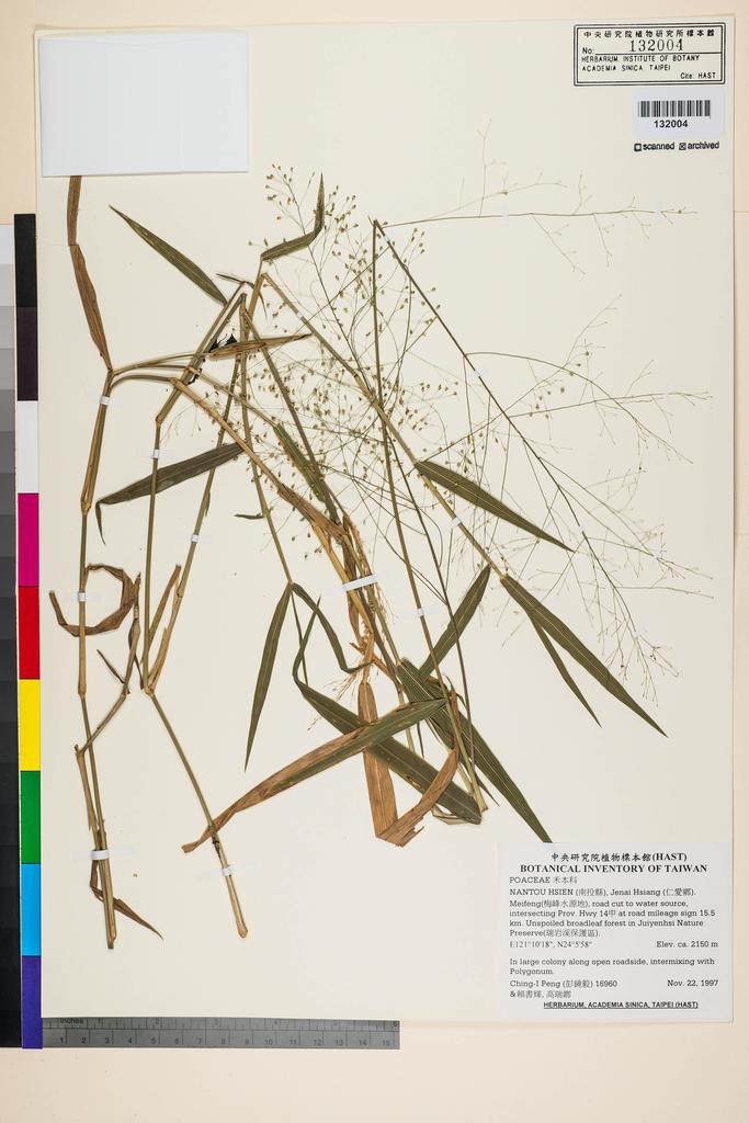 <Unit #28328 Peng, Ching-I | 彭鏡毅 | 16960:: | POACEAE>