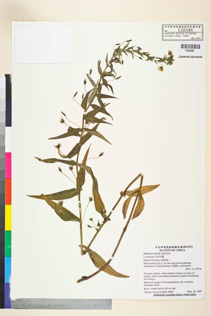 <Unit #30770 Peng, Ching-I | 彭鏡毅 | 16887:: | Lysimachia>
