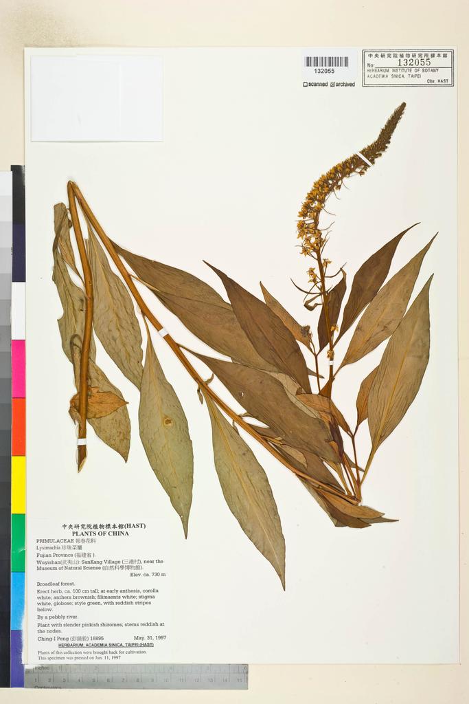 <Unit #27874 Peng, Ching-I | 彭鏡毅 | 16895:: | Lysimachia>