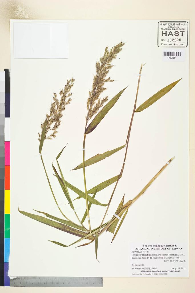 <Unit #106920 Lu, Pi-Fong | 呂碧鳳 | 22742:: | POACEAE>