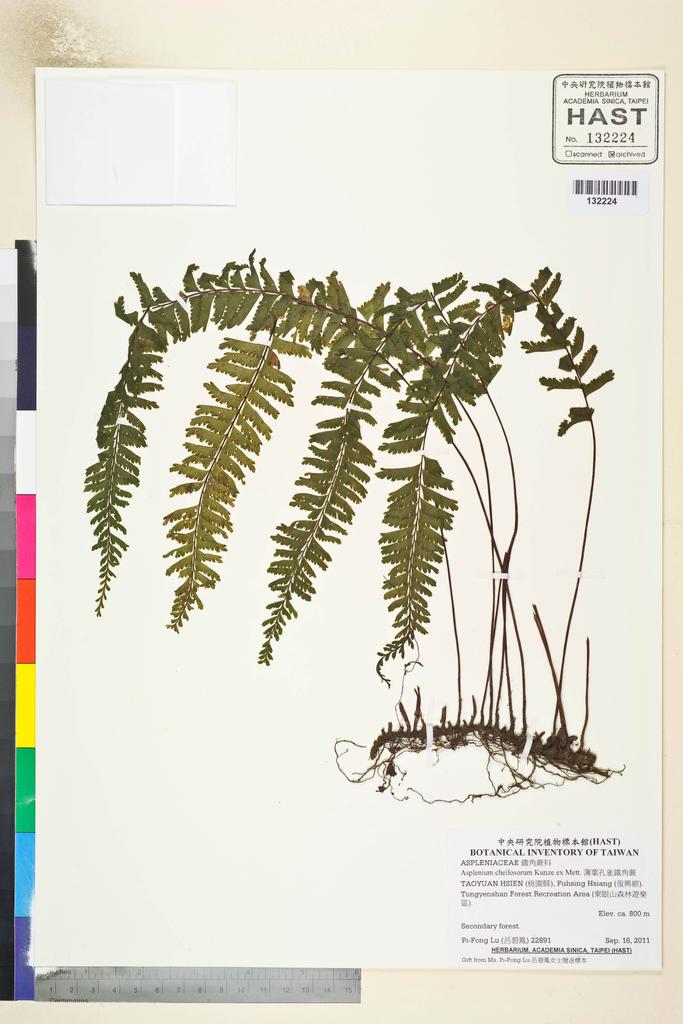 <Unit #106924 Lu, Pi-Fong | 呂碧鳳 | 22891:: | Asplenium cheilosorum Kunze ex Mett.>