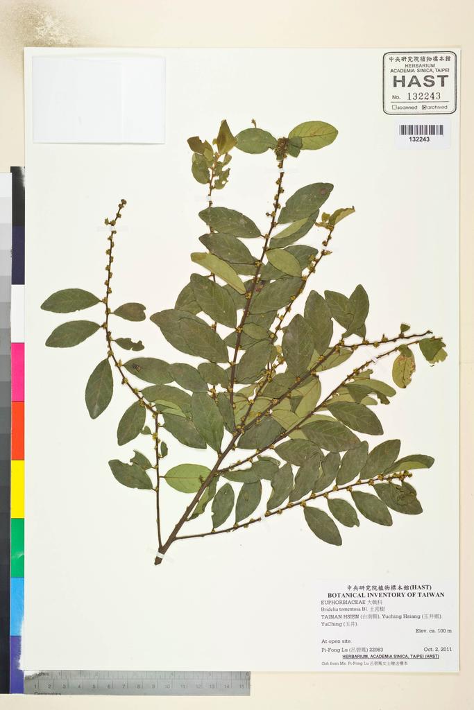 <Unit #106952 Lu, Pi-Fong | 呂碧鳳 | 22983:: | Bridelia tomentosa Bl.>