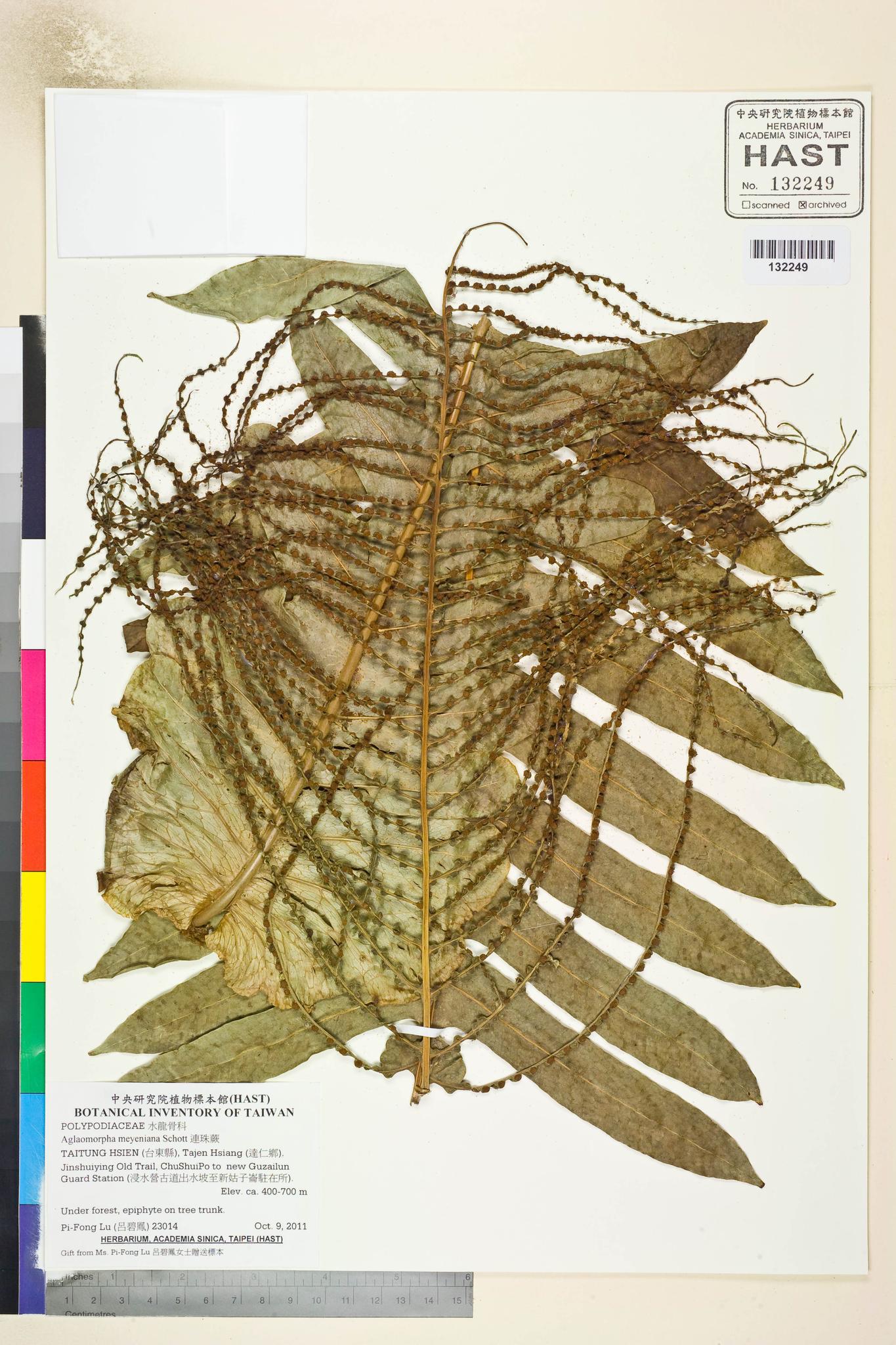 Sample image for viewer