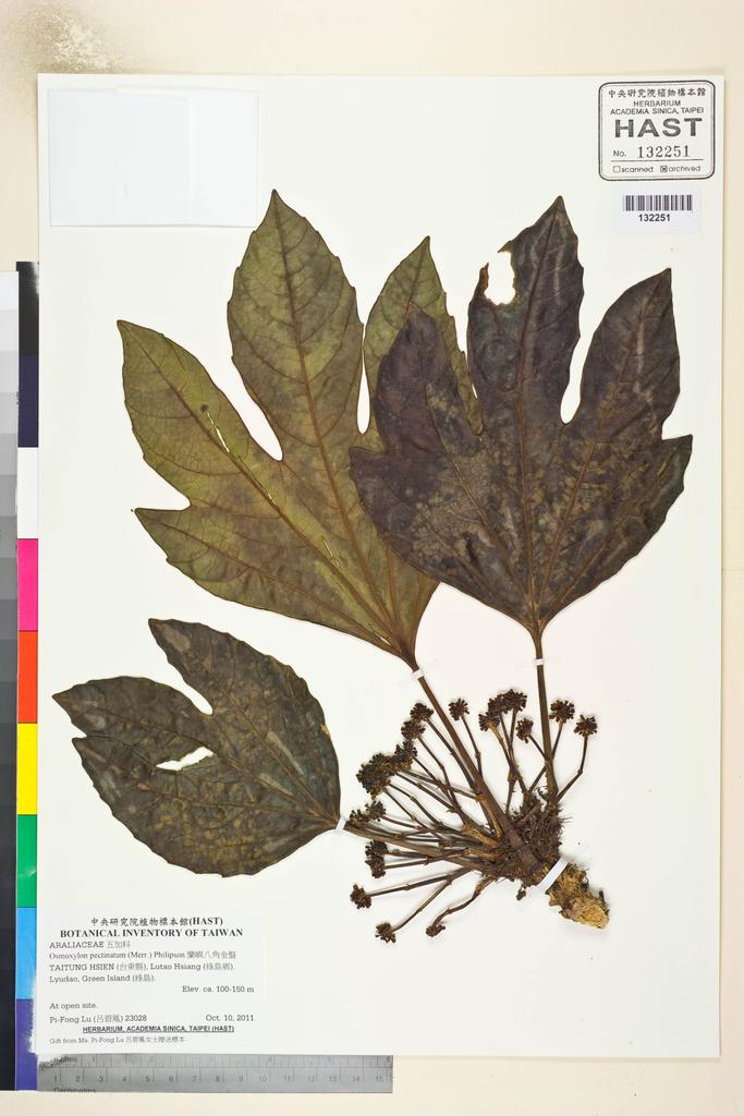 <Unit #107010 Lu, Pi-Fong | 呂碧鳳 | 23028:: | Osmoxylon pectinatum (Merr.) Philipson>