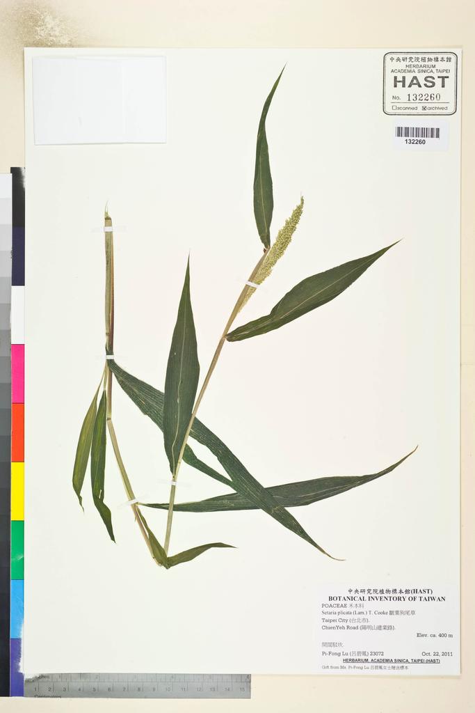 <Unit #107019 Lu, Pi-Fong | 呂碧鳳 | 23072:: | Setaria plicata (Lam.) T. Cooke>