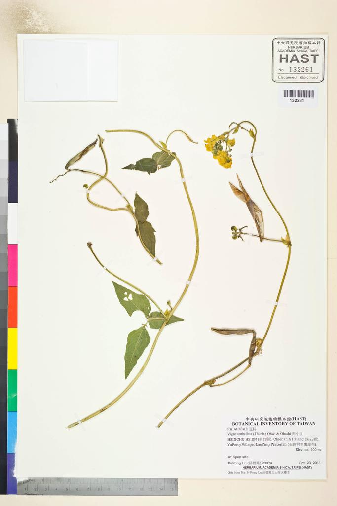 <Unit #107020 Lu, Pi-Fong | 呂碧鳳 | 23074:: | Vigna umbellata (Thunb.) Ohwi & Ohashi>
