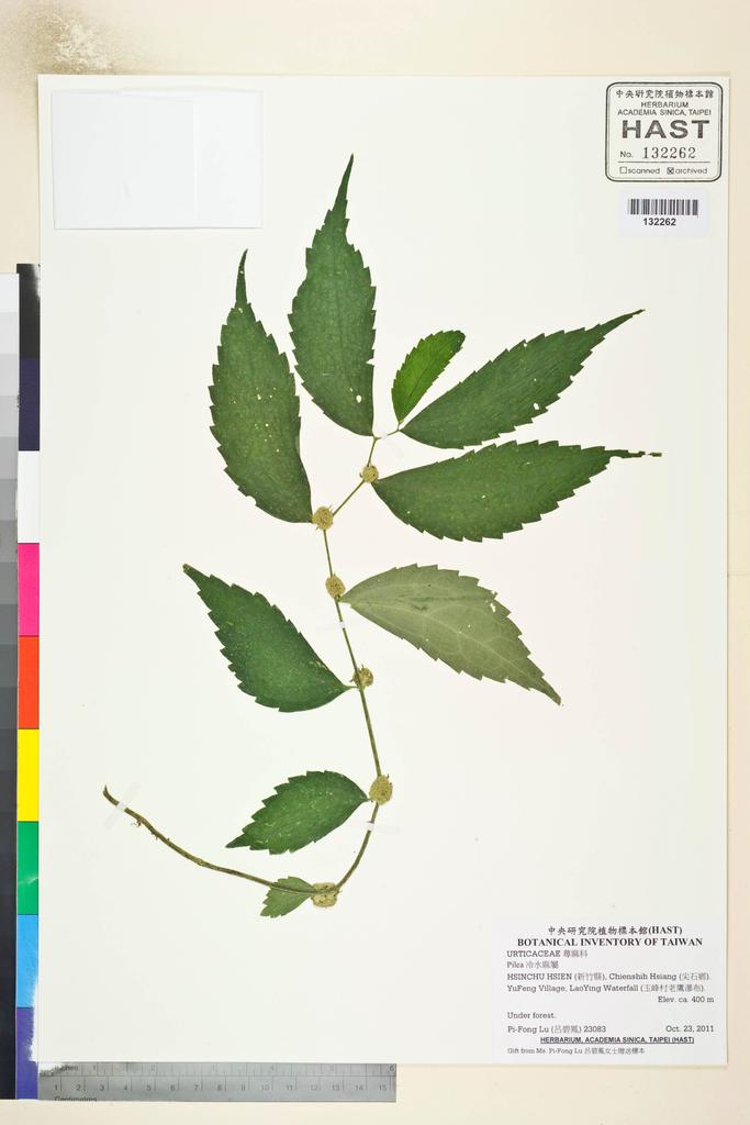 <Unit #107021 Lu, Pi-Fong | 呂碧鳳 | 23083:: | Pilea>