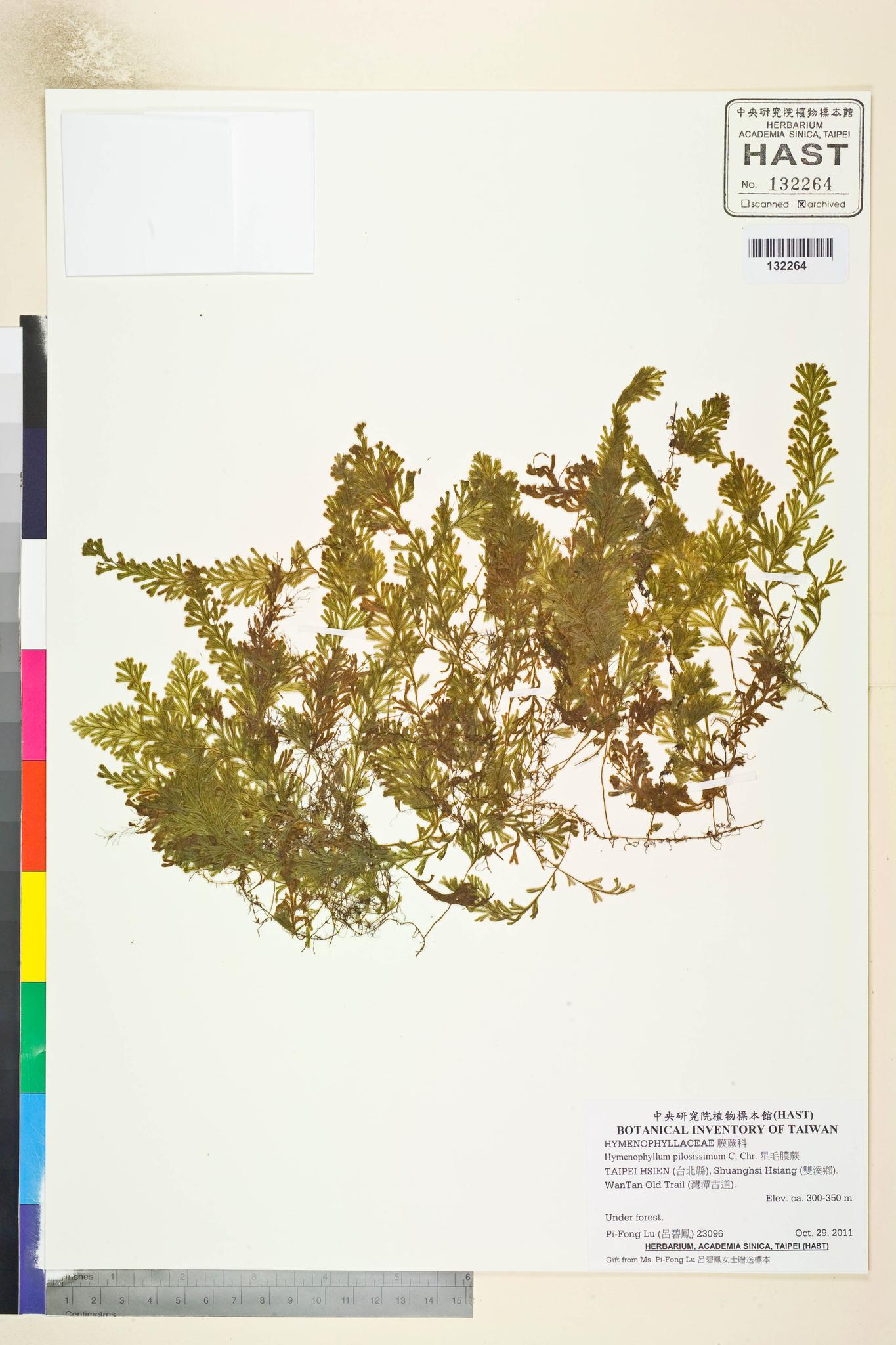 Sample image for viewer