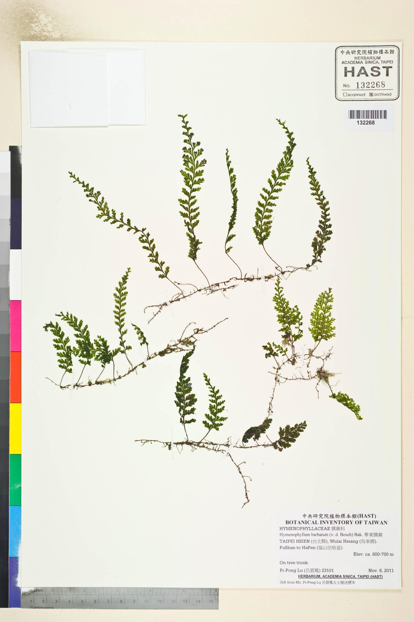 Sample image for viewer