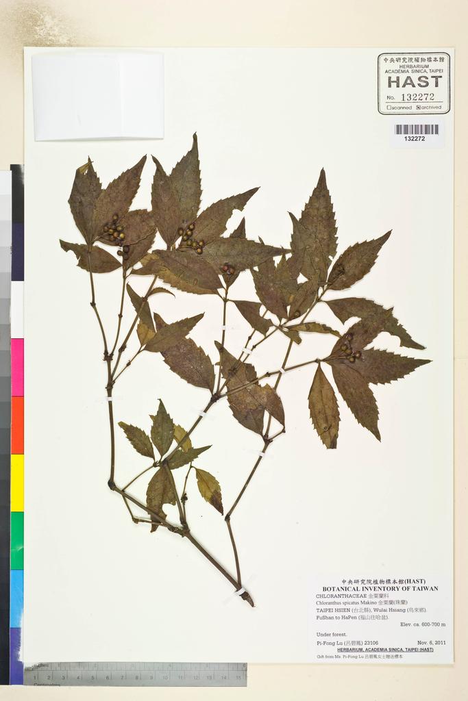 <Unit #107031 Lu, Pi-Fong | 呂碧鳳 | 23106:: | Chloranthus spicatus Makino>