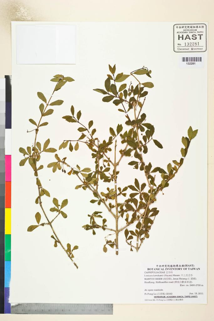 <Unit #106853 Lu, Pi-Fong | 呂碧鳳 | 22163:: | Lonicera kawakamii (Hayata) Masam.>