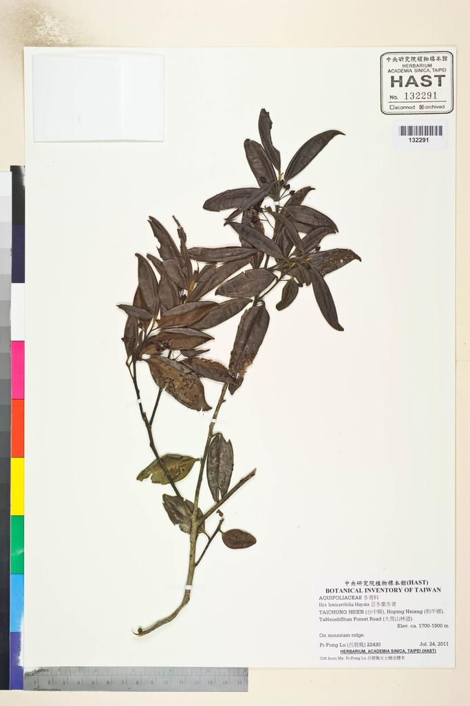 <Unit #106884 Lu, Pi-Fong | 呂碧鳳 | 22430:: | Ilex lonicerifolia Hayata>